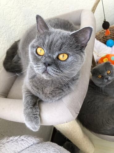 pişik şəkili: Şotland, Dişi, Erkək, Ünvandan götürmə — 34