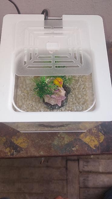 ağ siçan: Kompakt akvarium seti – dekorativ miniatür balıq evi - Rəng: ağ — 6