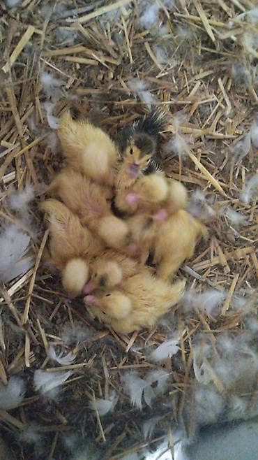 hindu: Muscovy ördəyi balaları 1 ana 9 bala ana -20₼ balalar-5₼dan - — 1