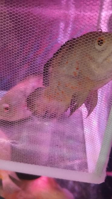 beta balığı: Oskar balığı, Yırtıcı — 1