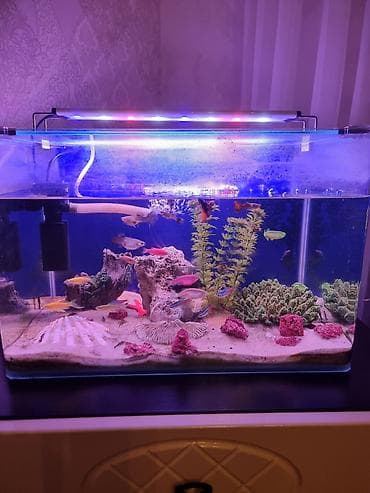 akvarium 90x40x50: Dördbucaq akvarium, Balıqlarla birlikdə, 40 l — 3