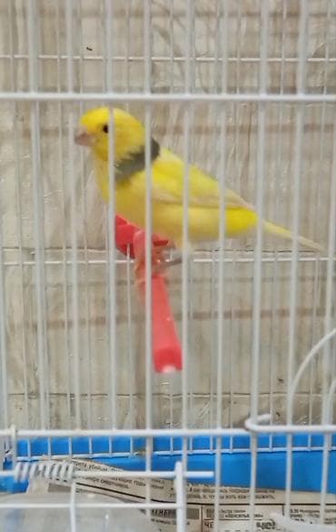 korella quşu: Sarı kanareyka – qəfəs ilə - Növ: Kanareyka (sarı rəngdə, boyun — 3