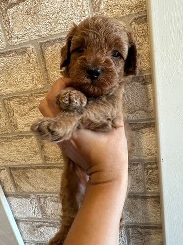 barter it: Şekilleri götürmeyin - Cins: Toy Pudel (mini) - Rəng: qara, ve — 12