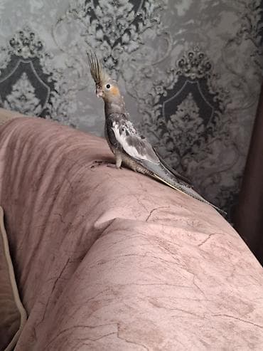 xacmaz heyvan bazari: Salam. 1 ay 20 gunluk karella balasi. oz quzumun balasidi. yeme dusub — 6