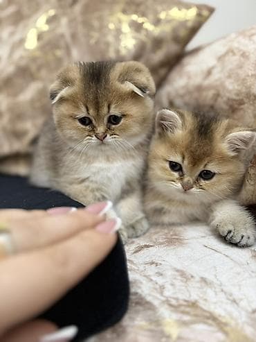 angora pişik: Britan, Erkək, Dişi, Ünvandan götürmə — 2