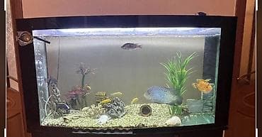 akvarium balıq: Böyük həcmli akvarium komplekti - Ön hissəsi yumru, geniş şüşəli — 3