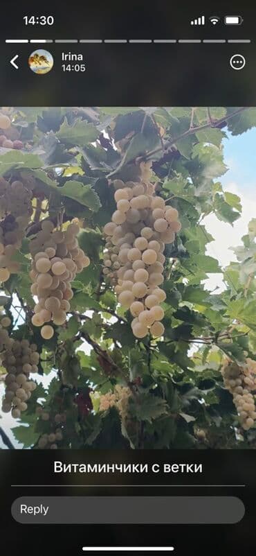 аренда и продажа недвижимости: 100 kv. m, 3 otaqlı, Hovuzlu, Artezian quyusu, Su, Kombi — 4