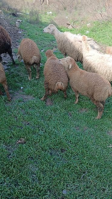 qoyun quyrugu: Salam 6 baş süd emer quzu diri çəkisi 12 manatdan maraqlanan zəng edə — 1