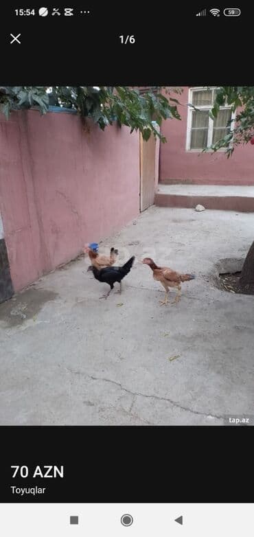 pulsuz heyvanlar verilir: İki heyratı satılır biri adı toyuqdu o satılmır 10 ayligdilar qiymət — 3