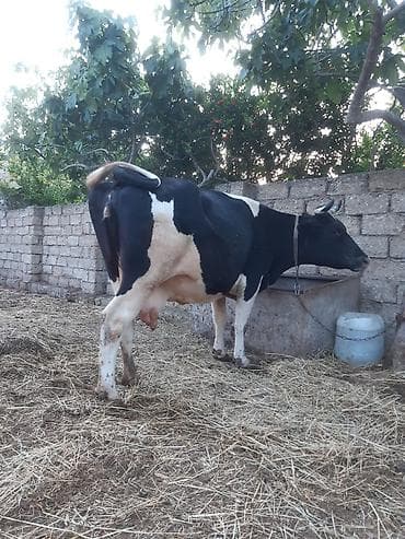 3 qarına cavan temiz ivanovkadi 8 ayın icindedi boğazdıği super — 2