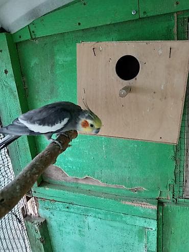 qus adlari: Qiymət rAzılaşma ilə . əlaqə 0507603023 — 1