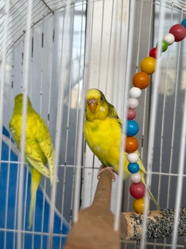 bugdanin qiymeti: İki erkek korella bir cüt mehebbet quşu satılır Qiymet razılaşma — 3