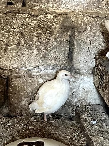 Kənd təsərrüfatı quşları: Ağ bıldırcın – ət və yumurta istiqaməti - Cins: ağ (ingilis “Texas — 4
