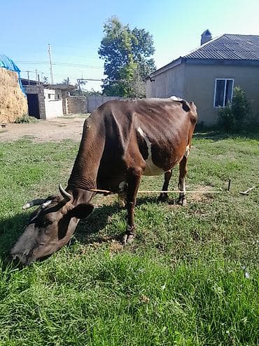 аквариум без рыб: İneg satilir Isteyen olsa bala ileya da tek, bala 4 cu aya keçib — 2