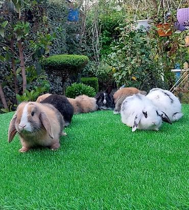 pişiy: Britan — 2