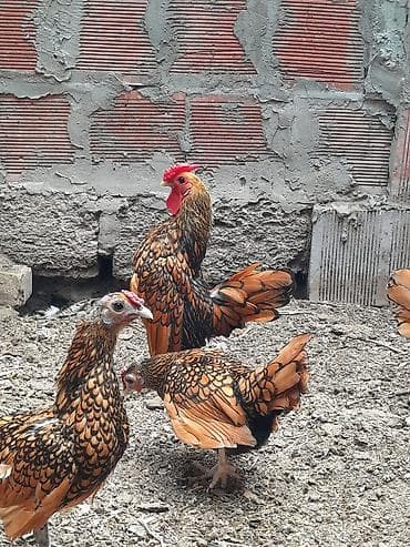 kirpi satisi: Toyuq, Damazlıq — 2