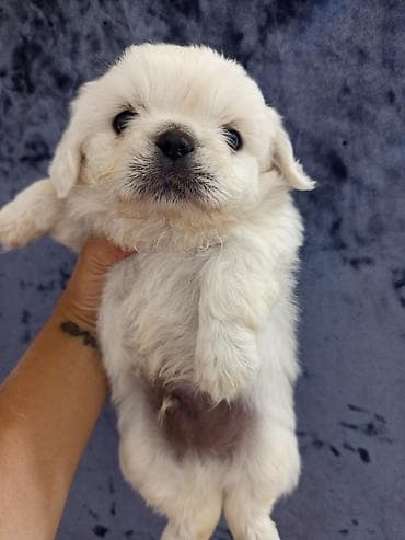 İtlər: Pekines — 7