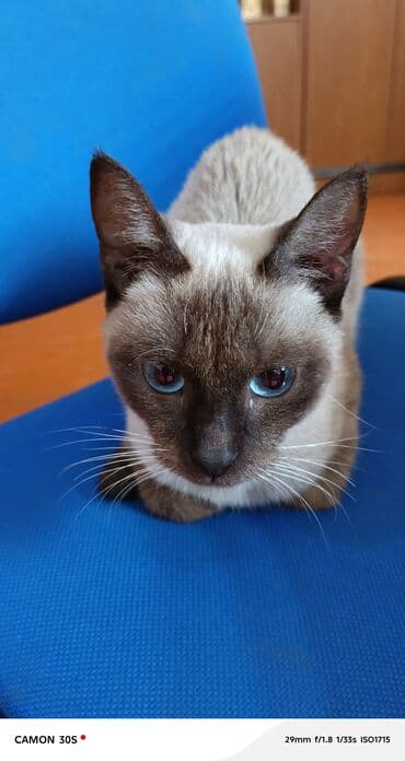 hələb keçiləri: Siam — 1