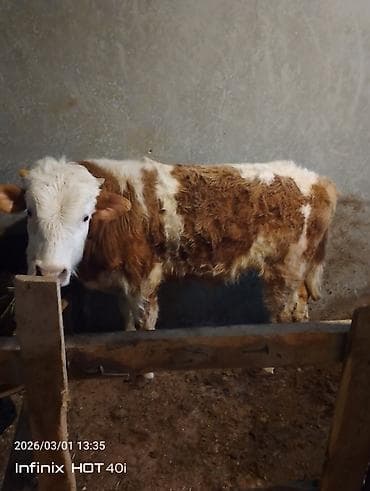 Гуси: Salam simental ərkək danadı real alıcıya endirim olacağ isdiyən olsa — 3