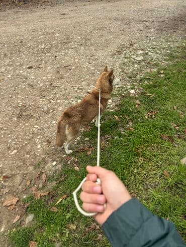 что такое şahdağ i̇stirahət evi nabran: It: Xaski - Gündəlik gəzinti: park və məhəllə marşrutları - Orta və — 1