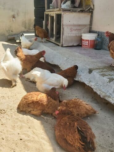 cins xoruz yumurtada banlayar: Toyuq, Yumurtalıq, Ünvandan götürmə — 12