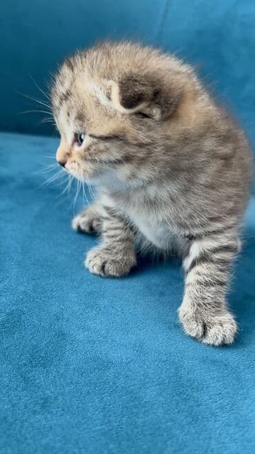 Птицы: Шотландская, Самец — 6