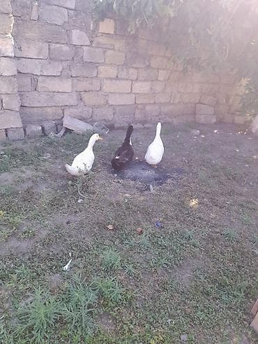 müşk ördəyi: Erkək, | Kuban, Yumurtalıq, Ünvandan götürmə — 4