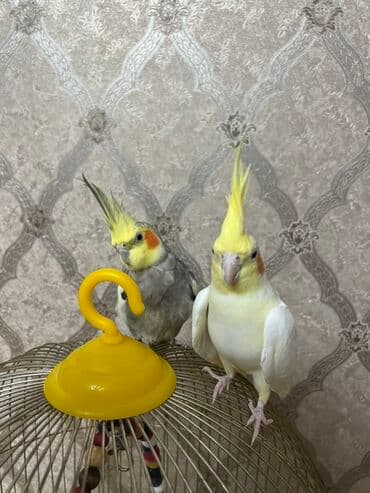 Gəmiricilər: 1 erkek 1 dişi 
Satılır!
Qefes ve yemi ile bir yerde 80 manat — 3