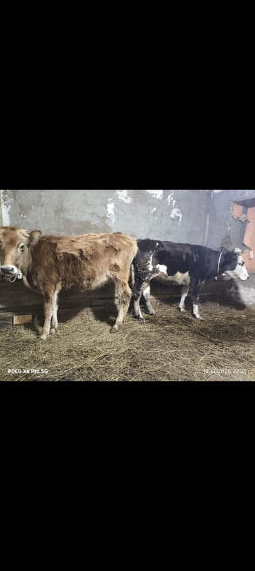 Toyuqlar: Satılır: 2 baş buzov - Növ: yerli cins (birinin rəngi qara-ağ — 2
