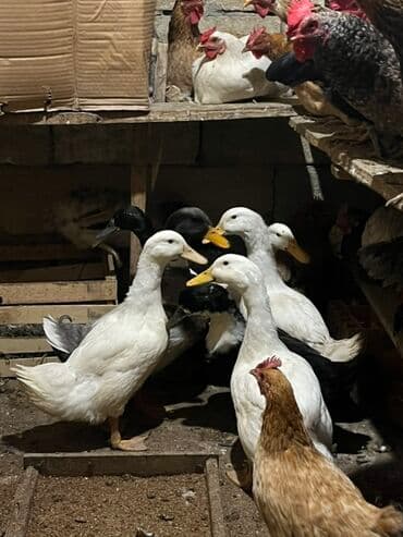 Pişiklər: Salam yaşıl baş pekin ve ferqli sortlardl qesey baxmşam kökdüler biri — 3