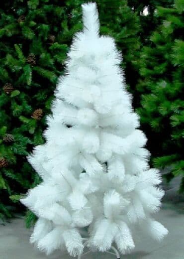 avokado ağacı: Yolka — 1