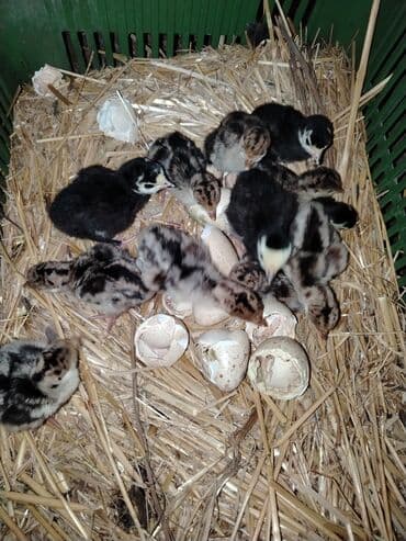 Tərəvəzlər: Hinduşka yumurtası 3 manat. Aşagı yeri yenə 3 manat. Çox olmur. Günde — 3