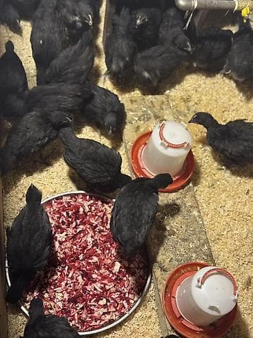 it dami satilir: Toyuq cücələri, Damazlıq — 3