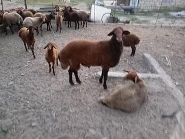 mal bazari: Erkək, il: 1, Ətlik, Ünvandan götürmə — 1