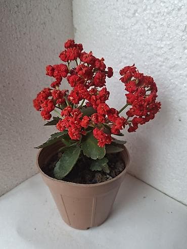 mal dili bitkisi: Kalanxoe (Kalanchoe blossfeldiana) – çoxillik, sulu gövdəli otaq — 3