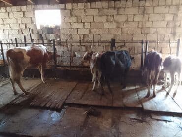 hələb keçilərin qiyməti: Dana, buzov, Dişi, ay: 1, 40 kq, Ətlik, Ünvandan götürmə, Pulsuz çatdırılma — 5