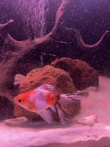 akvarium baliqlari qizil baliq: Qızıl balıq, Sülhsevər — 2