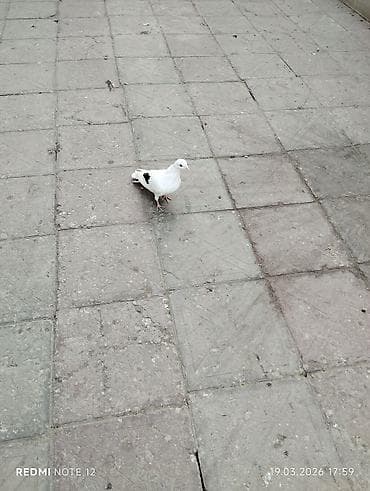 Digər heyvanlar: Çep maya 1 tərəfli.12-13 tük.Tutulmadi.Tam sağlamdir — 3