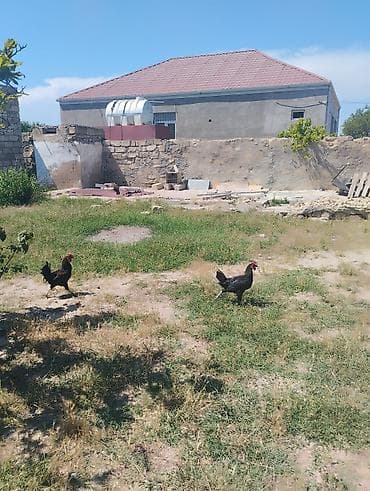 rahibə toyuğu: Toyuq, Damazlıq — 3