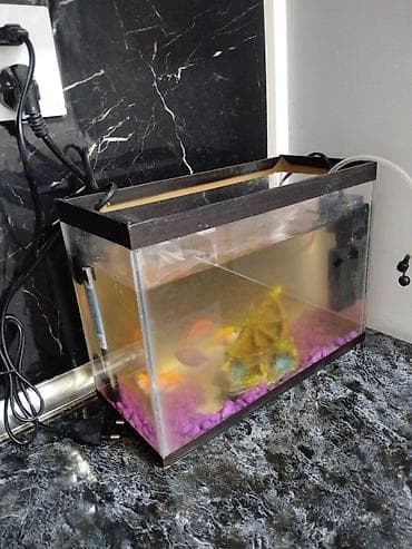 Akvariumlar: Akvaryum dəsti 3baliq - Şüşə akvaryum: ölçülər təxmini 30 sm (eni — 2