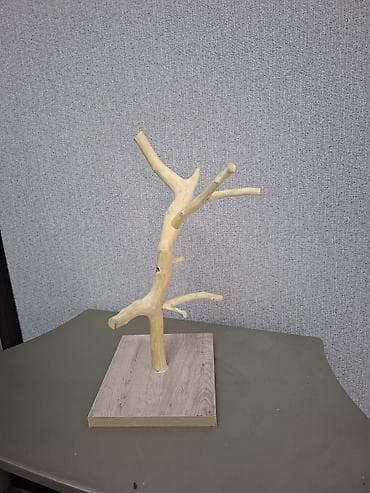 etibarli ellere it: Tebii budaqdan hazirlanib 
papuqay satilmir — 3