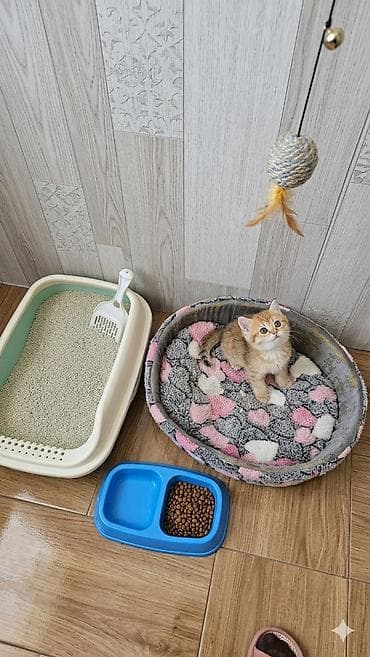 ari yesikleri: Şotland yastı qulaq, Erkək — 7