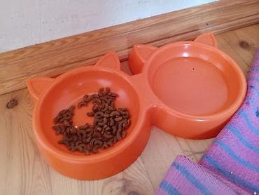 bala pişik ucuz: Pişik üçün aksesuarlar dəsti – Daşıma çantası/transportyor: Sərt — 4