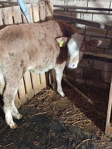 inək adı: Salamın aleykum inəy yaxshi ineydir hündürlüyü boyu caynaqlı heyvandir — 4