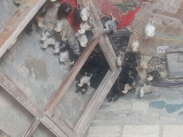 kənt cücəsi: Toyuq cücələri, Damazlıq, Pulsuz çatdırılma — 1
