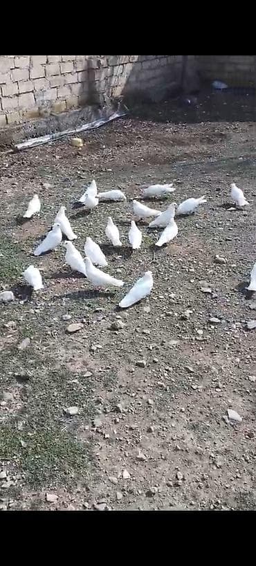 dekarativ quslar: Salam aleykum 30 dene təmiz ağlar 12 tük 1 nəsil tərgizmə kom 300 — 4