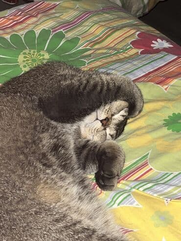 Lincoln: Британская, Самец, Для вязки, Самовывоз, Платная доставка — 4