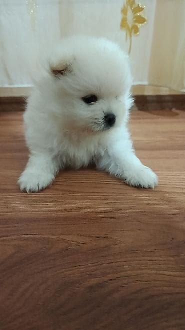 Şpitz, 1 ay, Erkək