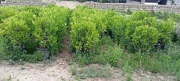Çöl bitkiləri: Prunus laurocerasus (dağdağan/defnevişnə) dekorativ kol bitkiləri – — 1