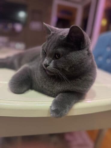 pişik sortları: Britan, Erkək, Cütləşmə üçün — 1